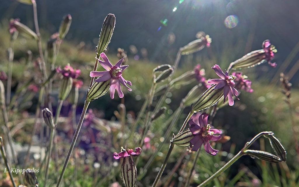 Silene Ciliata Subsp. Graefferii 4 8 19 13 Min