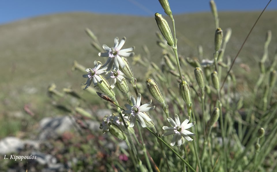 Silene Ciliata Subsp. Graefferii 4 8 19 18 Min