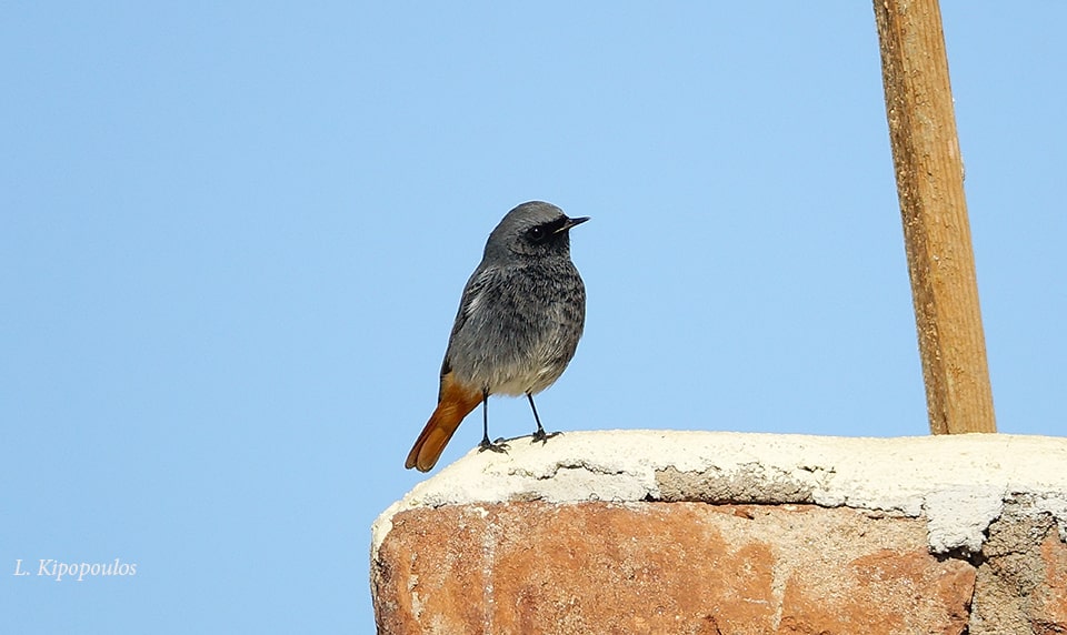 Καρβουνιάρης Phoenicurus Ochruros 8 1 19 15 Min