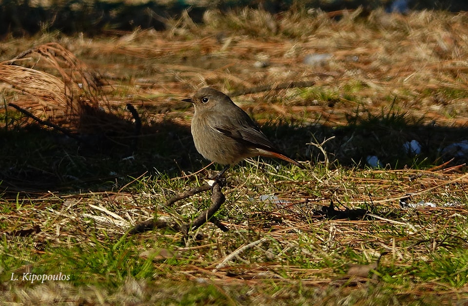 Καρβουνιάρης Phoenicurus Ochruros 8 1 19 20 Min