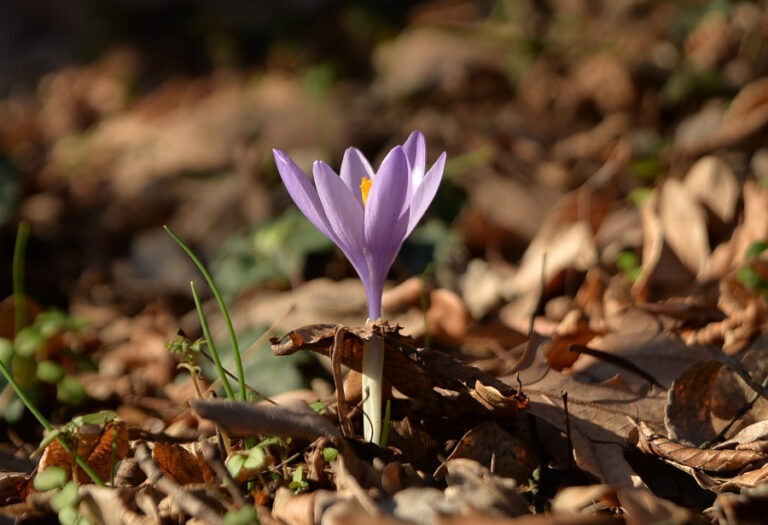 Crocus Veluchensis