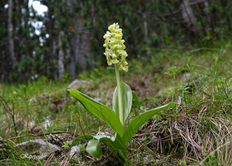 Orchis Pallens