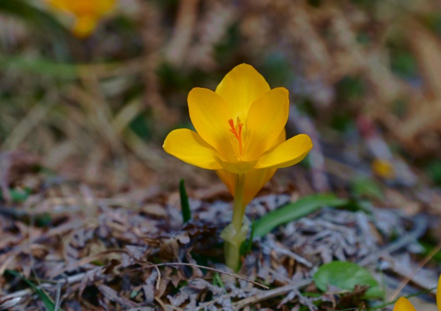 Crocus Chrysanthus