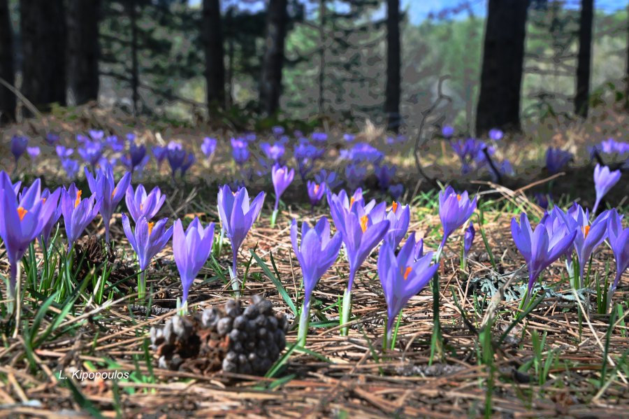 Crocus Veluchensis